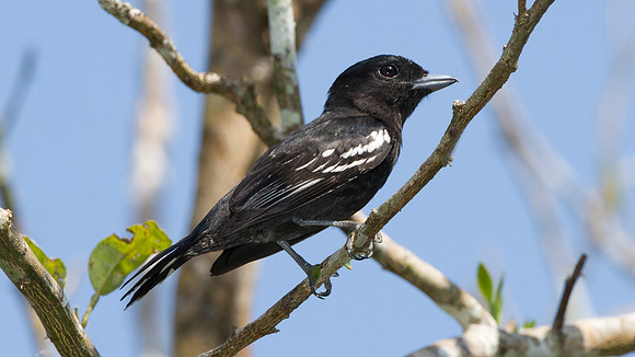 White-winged Becard (Pachyramphus polychopterus) - male