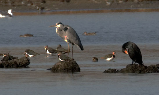 Northern Lapwing (Vanellus vanellus), Grey Heron (Ardea cinerea), Great Cormorant (Phalacrocorax carbo)