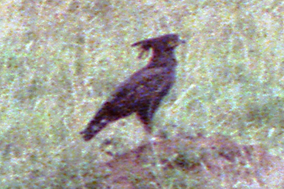 Long-crested Eagle (Lophaetus occipitalis)
