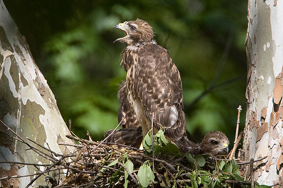 Red-shouldered Hawk (Buteo lineatus) juvenile