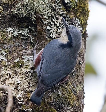 Chestnut-vented nuthatch (Sitta nagaensis)