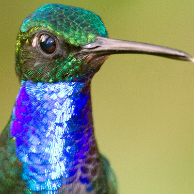 Napo Sabrewing (Campylopterus villaviscensio)