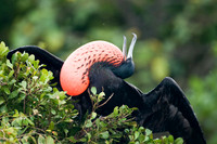Magnificent Frigatebird (Fregata magnificens) male