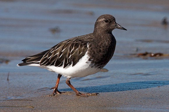 Black Turnstone (Arenaria melanocephala)