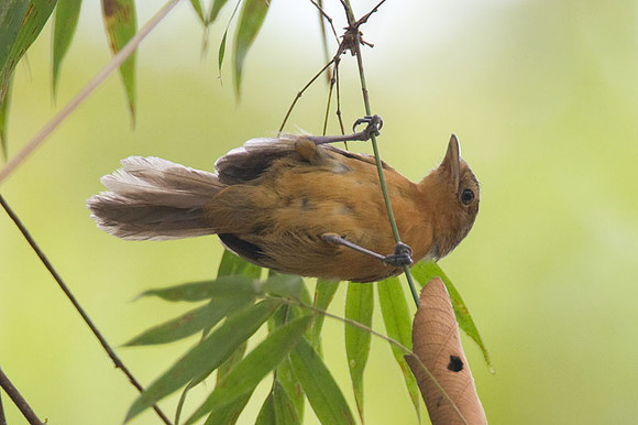 Dusky Antbird (Cercomacra tyrannina) also known as Tyrannine Antbird