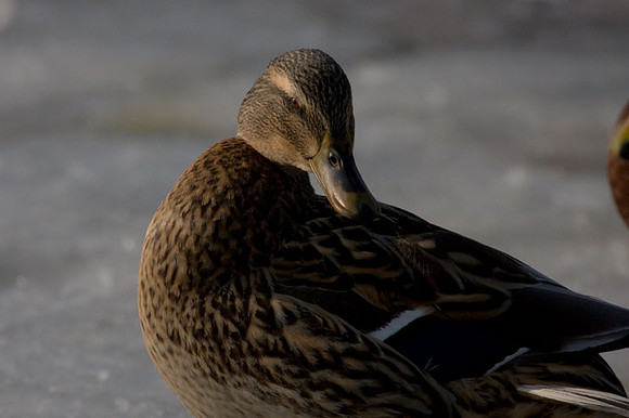 Mallard (Anas platyrhynchos) female