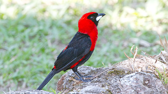 Masked Crimson Tanager (Ramphocelus nigrogularis)