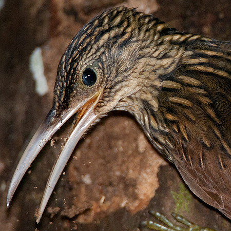 Ivory-billed Woodcreeper (Xiphorhynchus flavigaster)