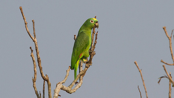 Yellow-crowned Parrot (Amazona ochrocephala)