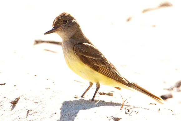 Great Crested Flycatcher (Myiarchus crinitus)