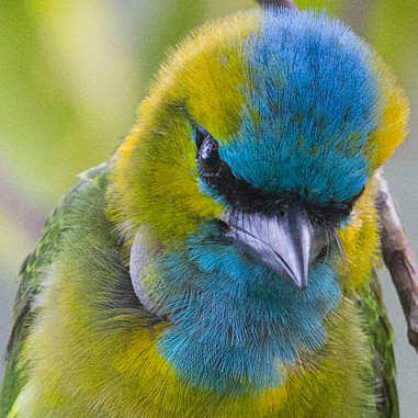 Golden-naped Barbet (Megalaima pulcherrima)
