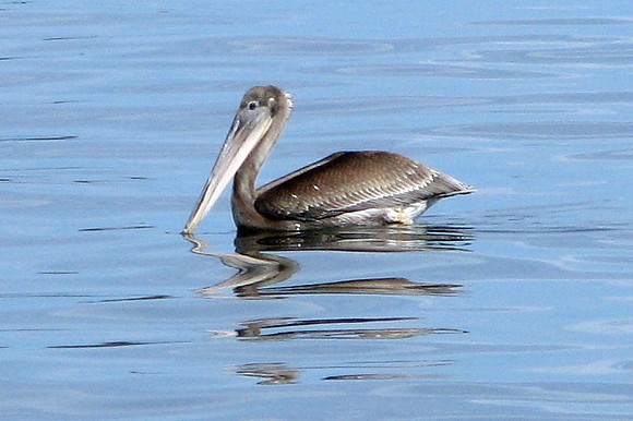 Brown Pelican (Pelecanus occidentalis) juvenile
