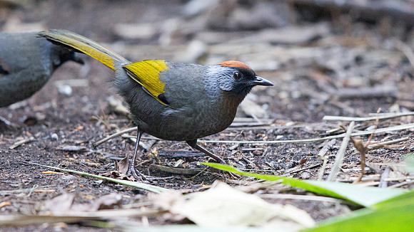 Chestnut-crowned laughingthrush (Trochalopteron erythrocephalum)