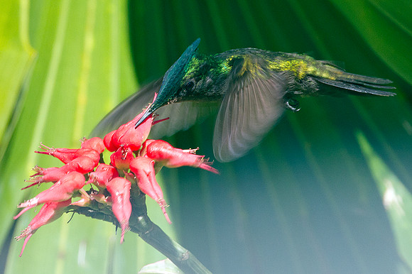 Antillean Crested Hummingbird (Orthorhyncus cristatus)