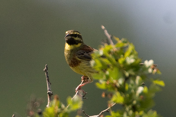 Cirl Bunting (Emberiza cirlus) male