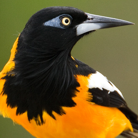 Venezuelan Troupial (Icteris icteris)