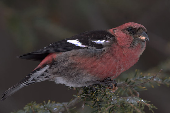 Two-barred Crossbill (Loxia leucoptera) male; also known as White-winged Crossbill