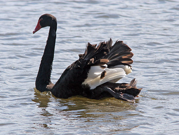 Black Swan (Cygnus atratus)