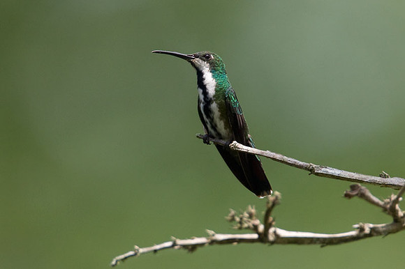 Black-throated Mango (Anthracothorax nigricollis) female
