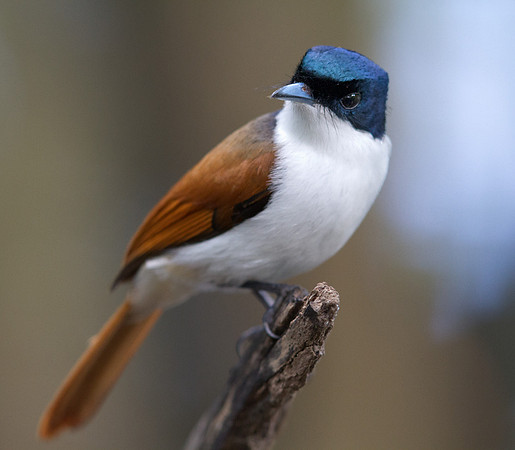 Shining flycatcher (Myiagra alecto) Female