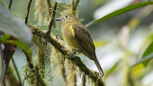 Olivaceous Piha (Snowornis cryptolophus)