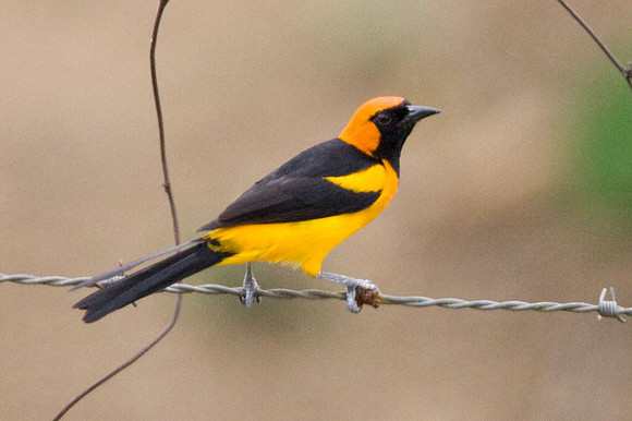 Orange-crowned Oriole (Icterus auricapillus)