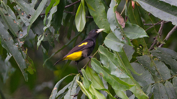 Yellow-rumped Cacique (Cacicus cela)
