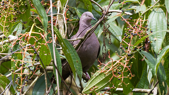 Plumbeous Pigeon (Patagioenas plumbea)