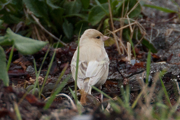 Chaffinch (Fringilla coelebs) albino