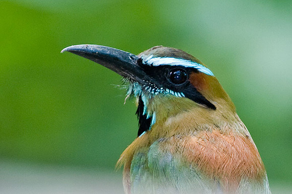 Turquoise-browed Motmot (Eumomota superciliosa)