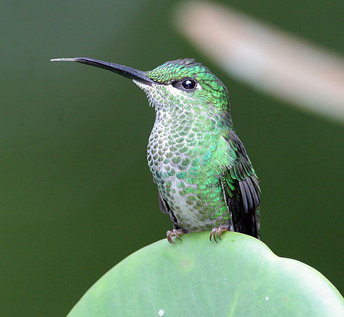 Green-crowned Brilliant (Heliodoxa jacula) female