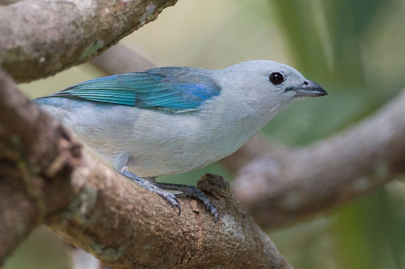 Blue-grey Tanager (Thraupis episcopus)