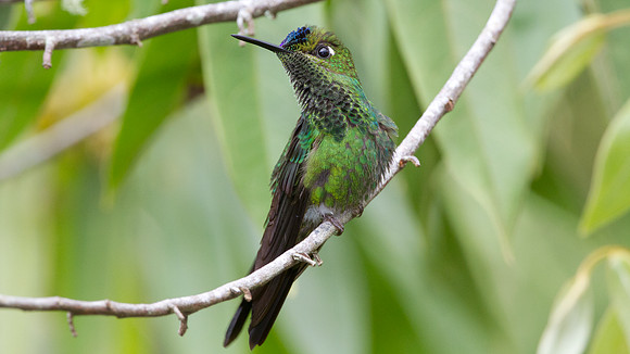 Violet-fronted Brilliant (Heliodoxa leadbeateri)