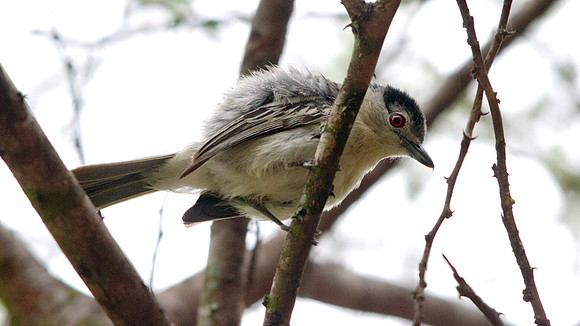 Black-backed Puffback (Dryoscopus cubla)