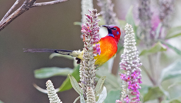 Mrs. Gould's sunbird (Aethopyga gouldiae) Male