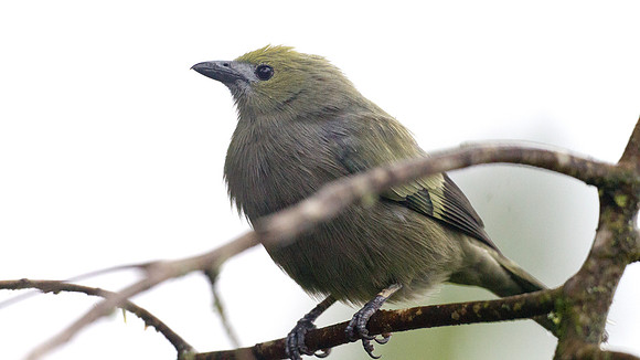 Palm Tanager (Thraupis palmarum)