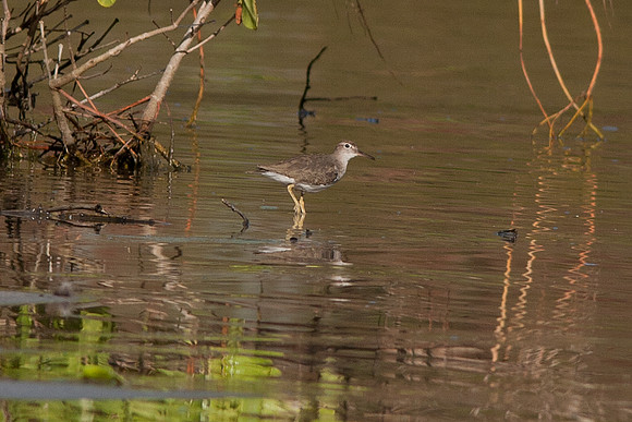 Spotted Sandpiper (Actitis macularia)