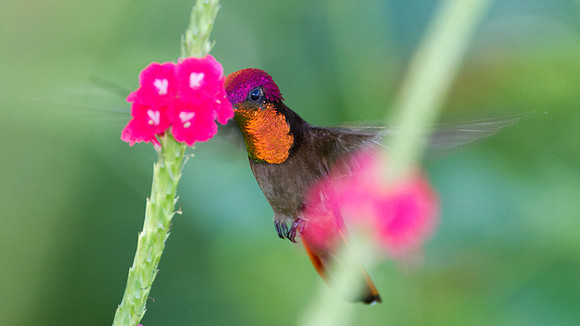 Ruby-topaz Hummingbird (Chrysolampis mosquitus) male