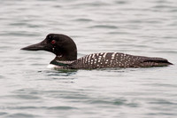 Great Northern Loon (Gavia immer) also known as Common Loon or Great Northern Diver