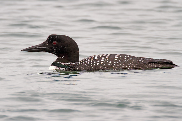 Great Northern Loon (Gavia immer) also known as Common Loon or Great Northern Diver