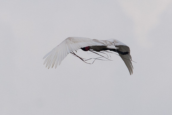 Jabiru (Jabiru mycteria)