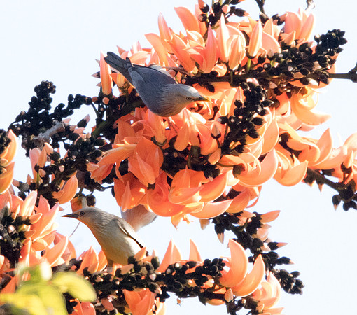 Chestnut-tailed starling (Sturnia malabarica)