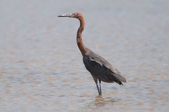 Reddish Egret (Egretta rufescens)