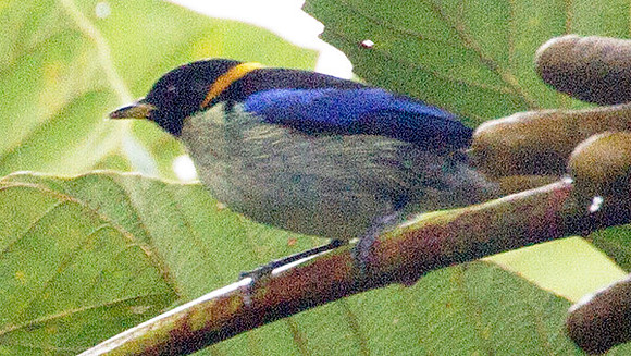 Golden-collared Honeycreeper (Iridophanes pulcherrimus)