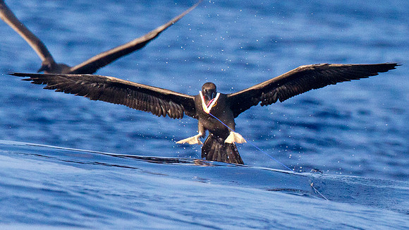 Red-footed Booby (Sula sula)