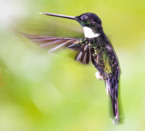 Collared Inca (Coeligena torquata)