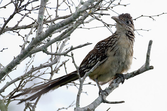 Lesser Roadrunner (Geococcyx velox)