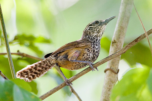 Spot-breasted Wren (Pheugopedius maculipectus)