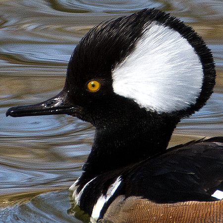 Hooded Merganser (Lophodytes cucullatus)