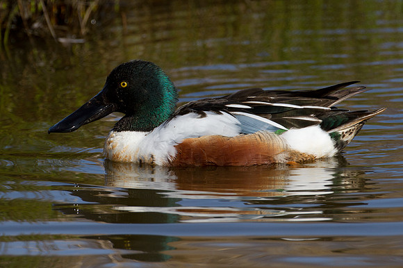 Northern Shoveler (Anas clypeata)